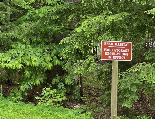 We’re going on a Bear Hunt