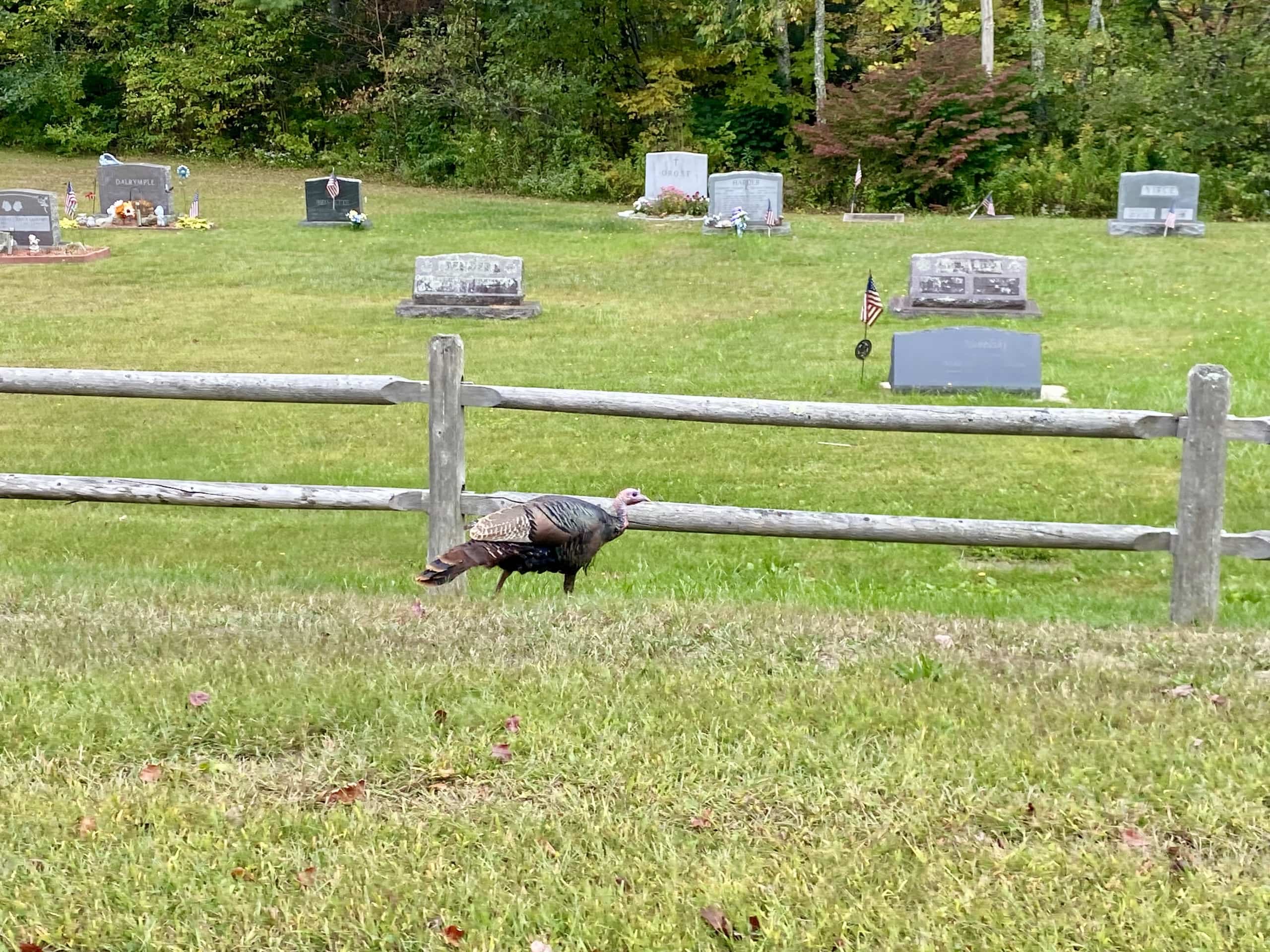 East_Coast_Roadtrip_Saratoga_Springs_to_Boston_00010