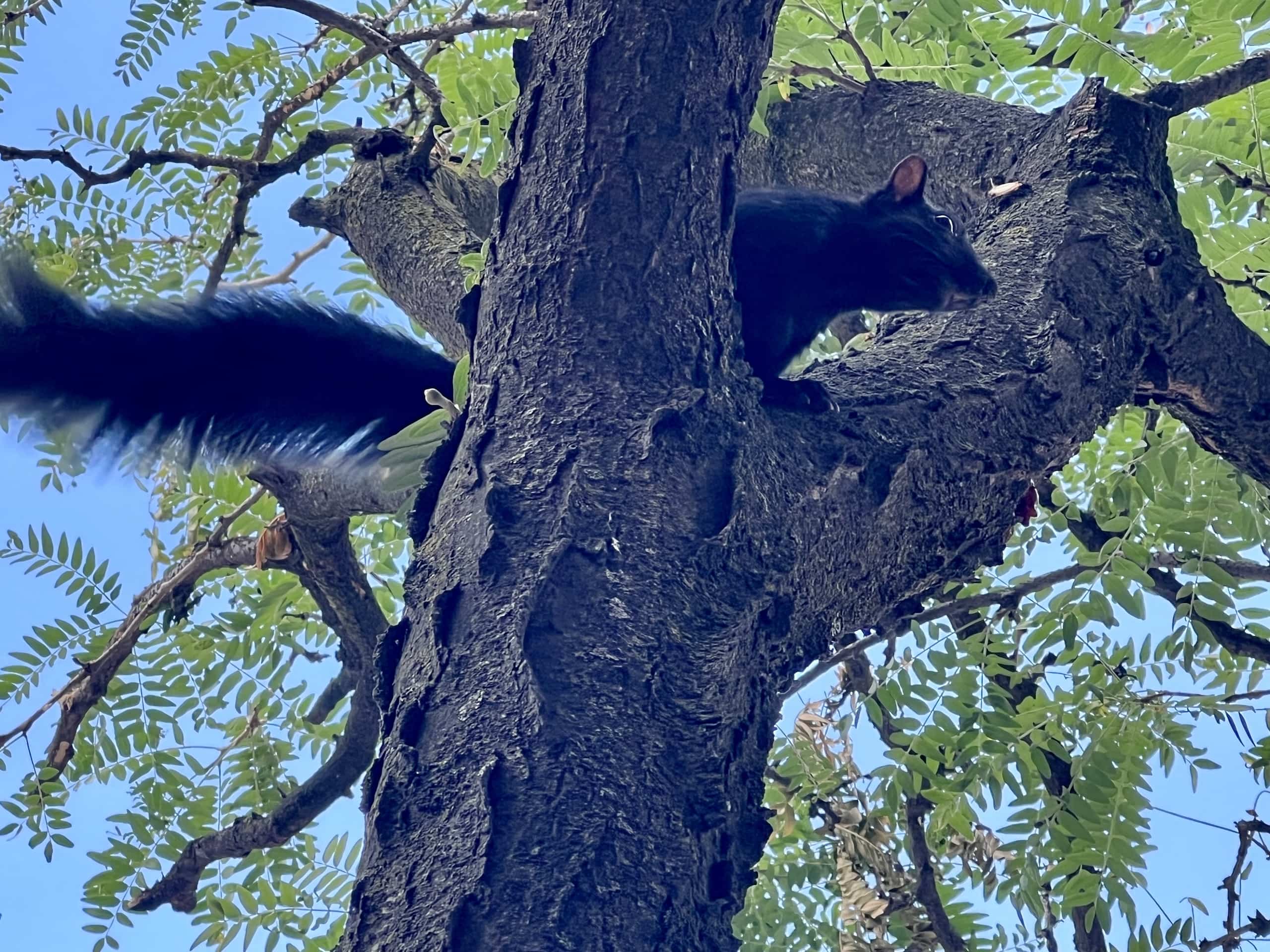 East_Coast_Roadtrip_Toronto_00018