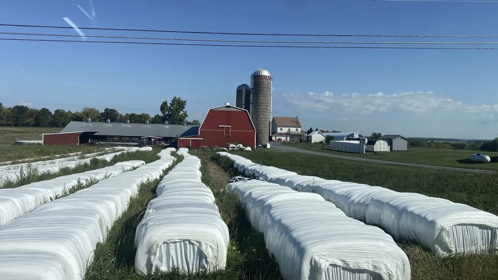 bales of hay covered in white sheeting in rows up to a red barn with a blue sky behind it