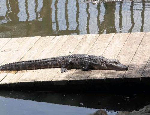 Gatorland Orlando: Swamps, Sunshine and Prehistoric Beasts