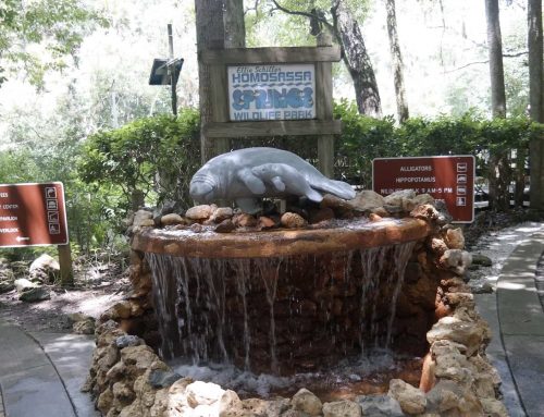 Homosassa Springs & the Manatees: Florida’s Gentle Giants