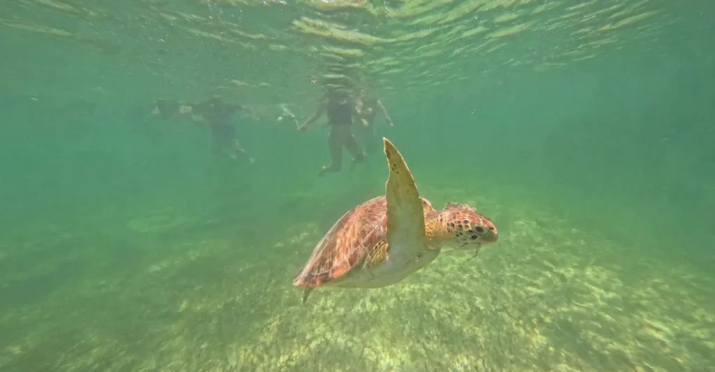 Sea turtle swimming beneath snorkellers in Akumal Bay, Mexico