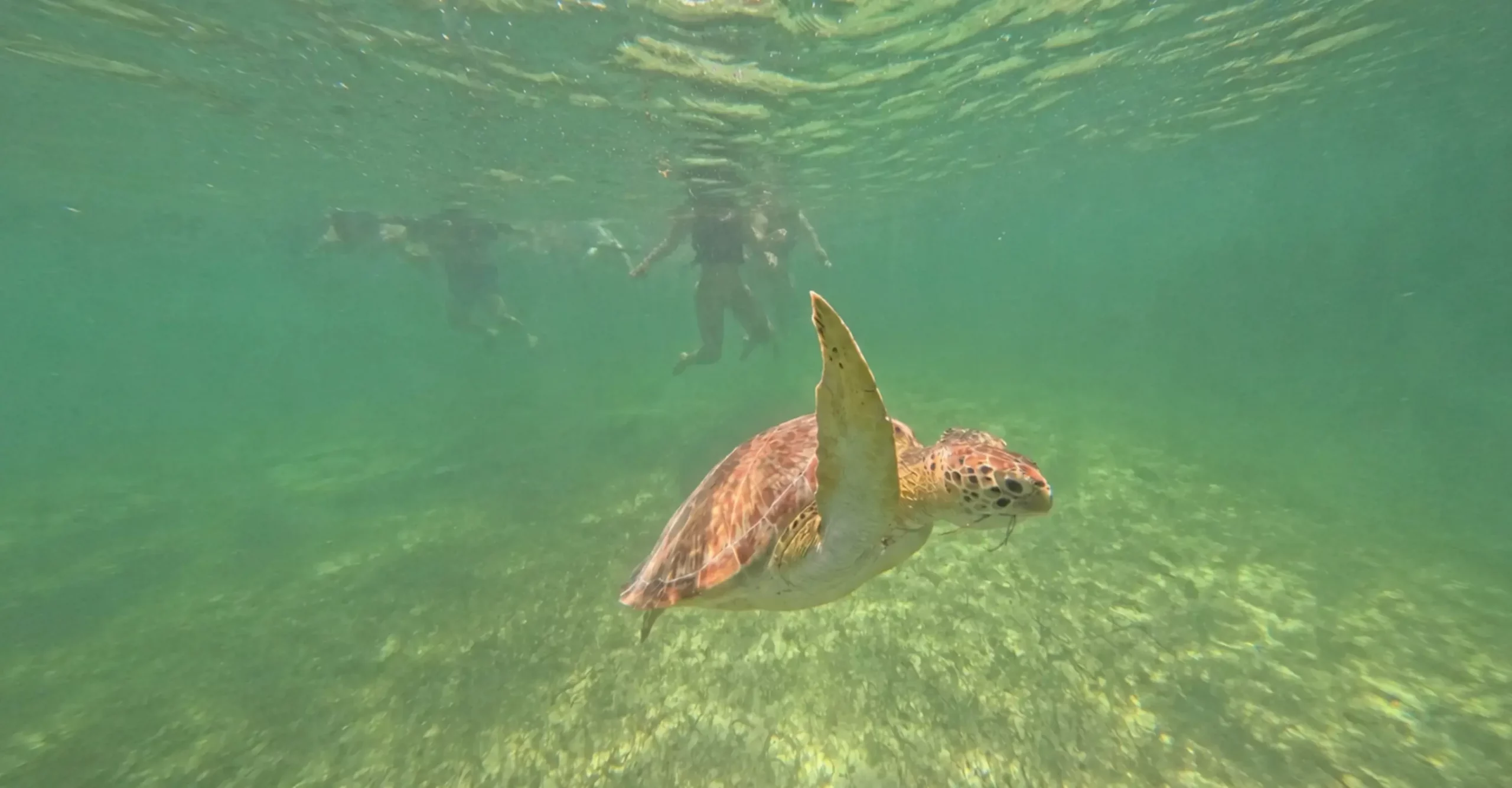 Snorkelling with Sea Turtles in Akumal. A Holiday First