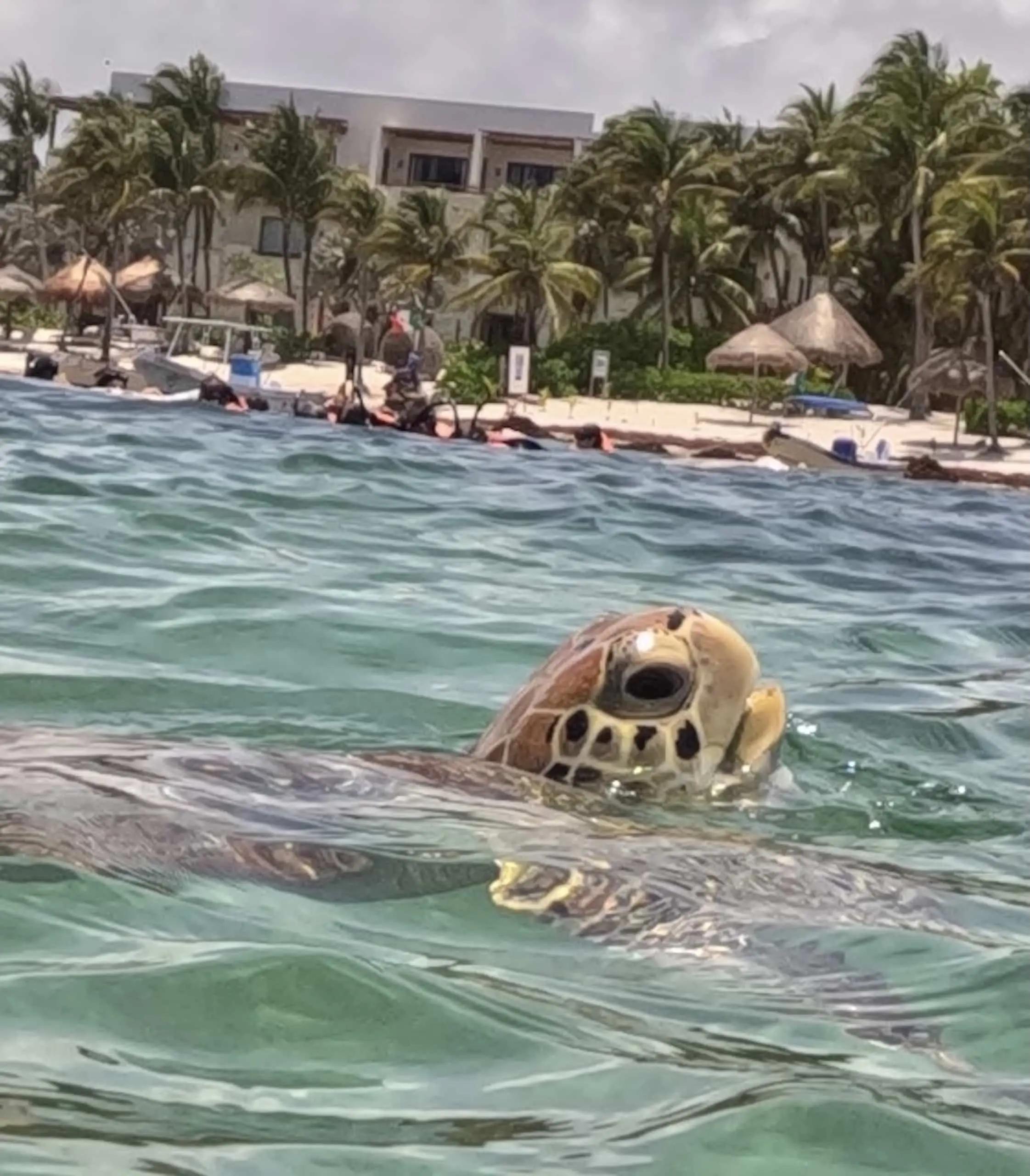 Close-up of a sea turtle raising its head above the water in Akumal Bay