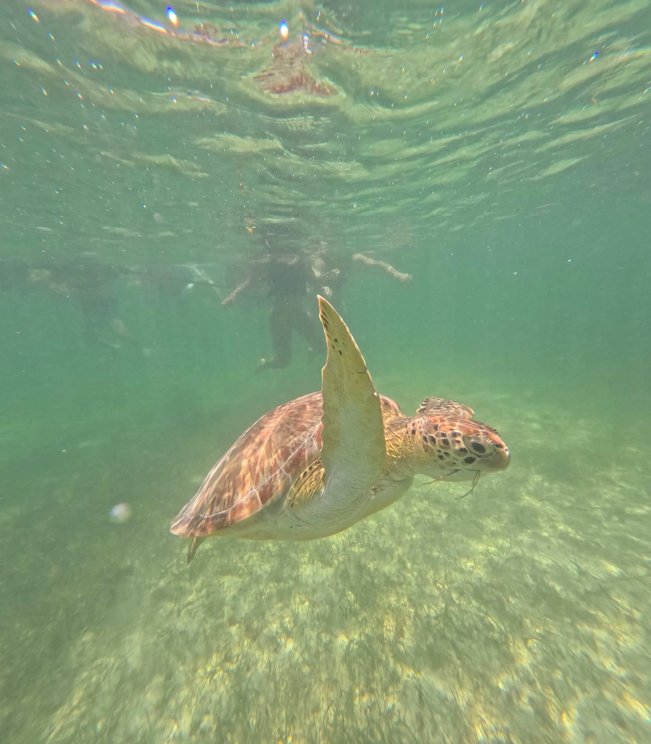 Sea turtle swimming underwater with one flipper raised in Akumal, Mexico